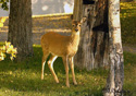 Odocoileus virginianus